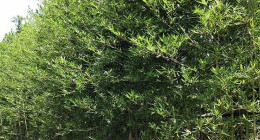Bamboo Plus