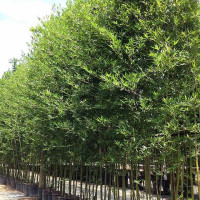 bambooplus profile avatar